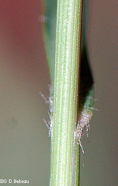 Ligule