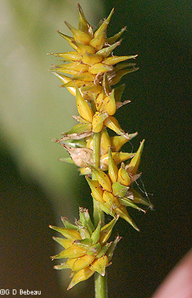 spikes in brown state