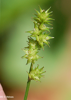 spikes in green state