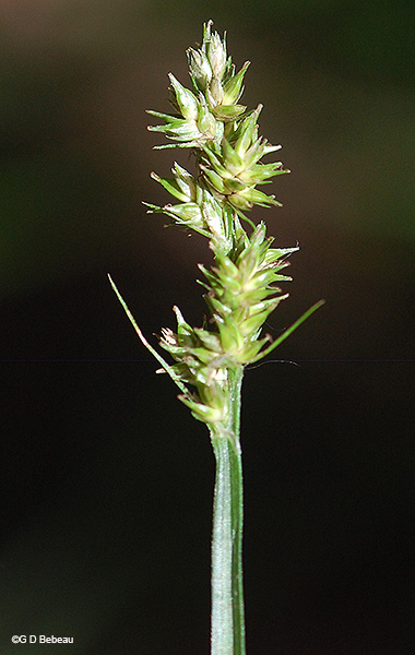 inflorescence