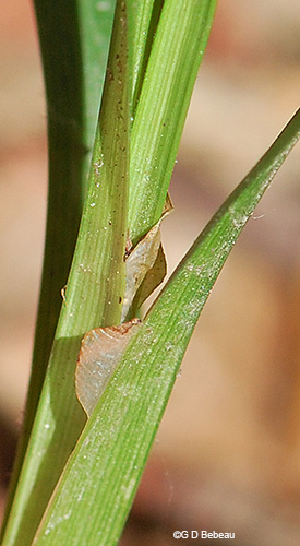 leaf sheath area