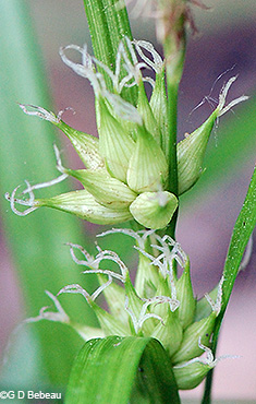 pistillate spike in flower
