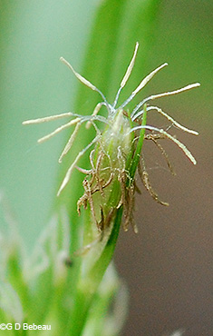 staminate spike in flower
