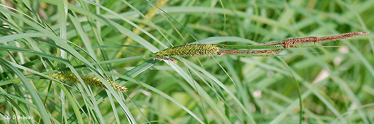 inflorescence post flowering 
