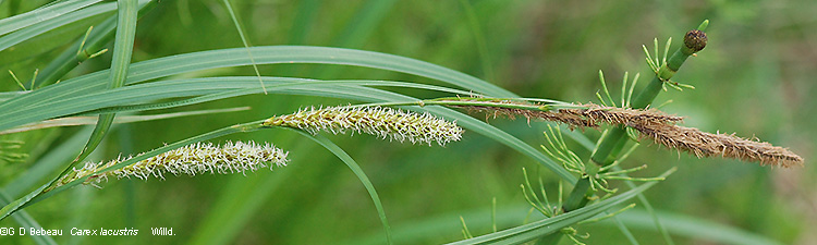 inflorescence at flowering