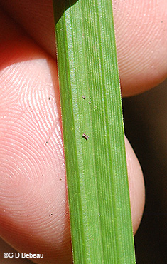 leaf blade