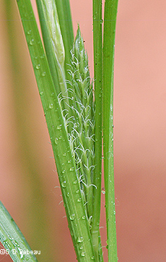 Female flowers