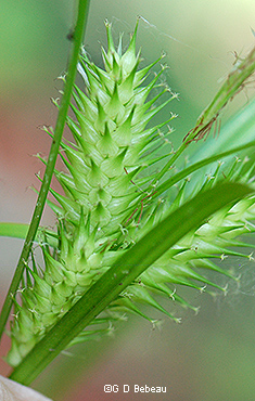 pistillate spikes