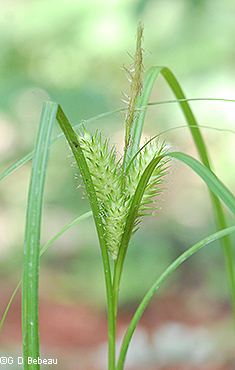 inflorescence