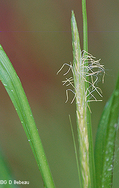 male flowers