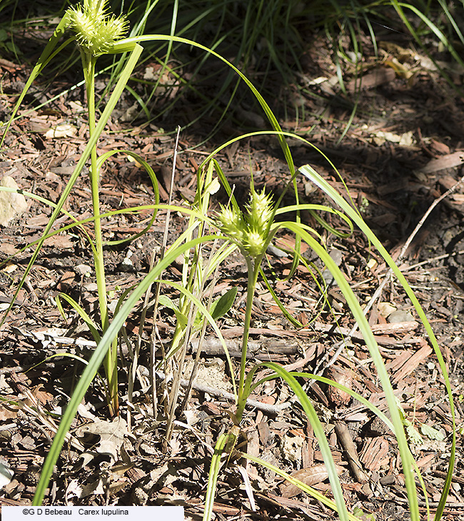 full plant