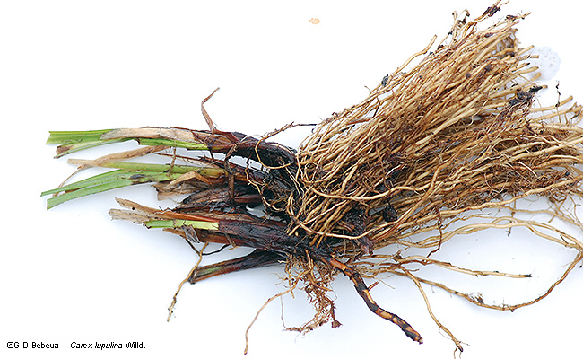 root