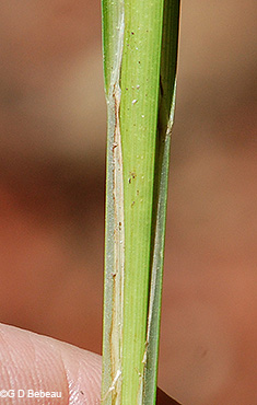 blade sheath