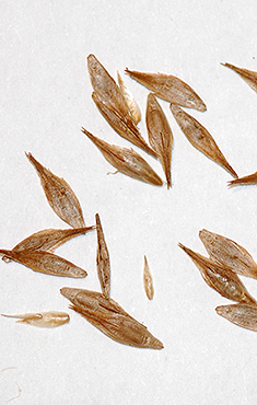 seeds