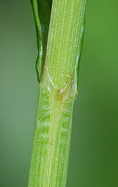 leaf sheath