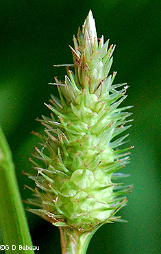 Spike with perigynia