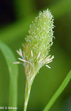 Spike with male stamens