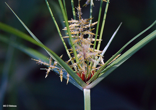 base of inflorescence