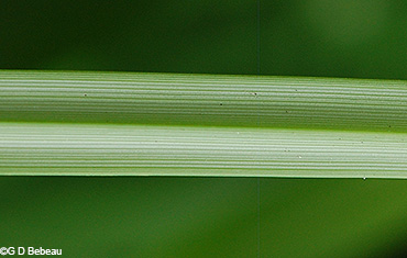 upper side of leaf blade