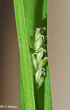 lower pistillate spike