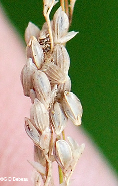 fall spikelets