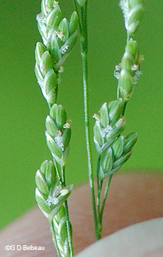 spikelets in flower