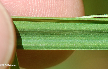 leaf section