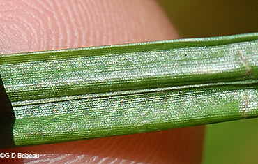 leaf underside