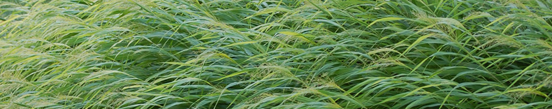 Hakone Grass