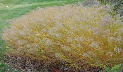 Hakone Grass early fall