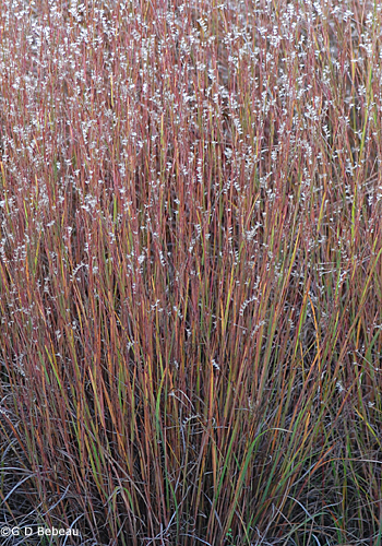 Little Bluestem fall color