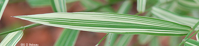 River Mist leaf blade