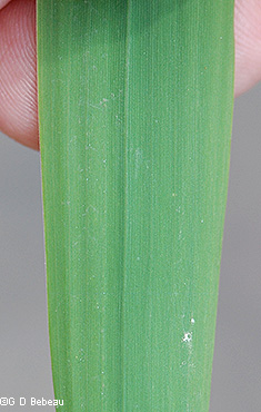 leaf blade underside
