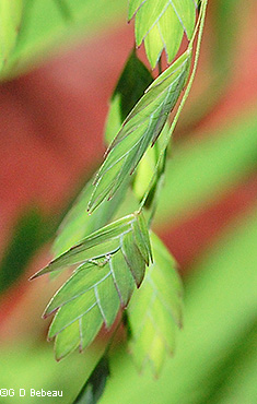 green spikelets