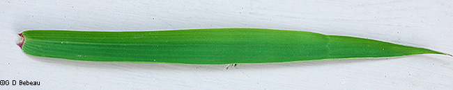 leaf blade