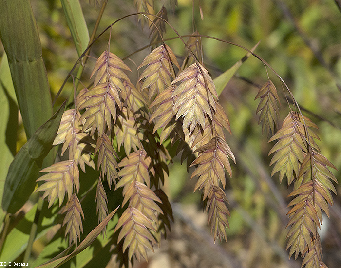 mature spikelets