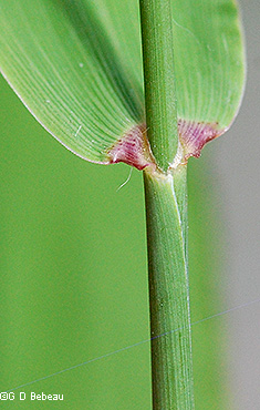 Stem