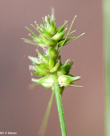 Inflorescence
