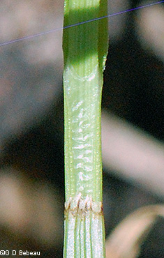 Leaf sheath front