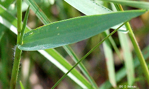 stem leaf