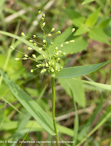 Panic Grass upper stem