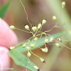 Inflorescence