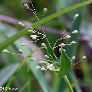 inflorescence