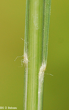 ligule