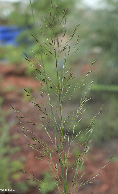 seed  panicle