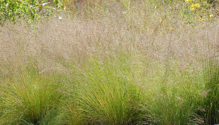 Prairie dropseed