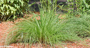Prairie Dropseed young plant
