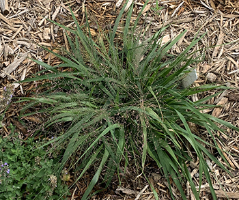 purple lovegrass spring plant