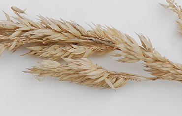 mature panicle
