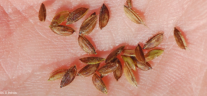 seeds